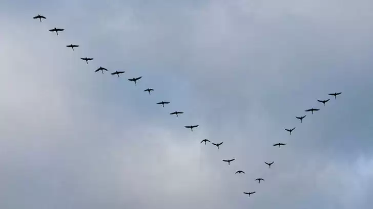 pasari v